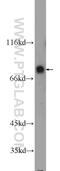 Sp2 Transcription Factor antibody, 25000-1-AP, Proteintech Group, Western Blot image 