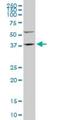 Family With Sequence Similarity 50 Member A antibody, H00009130-M02, Novus Biologicals, Western Blot image 