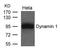 Dynamin-I antibody, TA347844, Origene, Western Blot image 