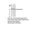 Vimentin antibody, AP06478PU-N, Origene, Western Blot image 