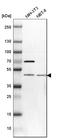 TRNA Nucleotidyl Transferase 1 antibody, HPA036938, Atlas Antibodies, Western Blot image 
