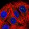 Ribosomal Protein L7a antibody, HPA046794, Atlas Antibodies, Immunofluorescence image 
