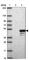 MAGE Family Member B18 antibody, HPA046141, Atlas Antibodies, Western Blot image 