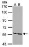 Serine/threonine-protein kinase 3 antibody, PA5-28567, Invitrogen Antibodies, Western Blot image 