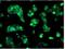 Sorbitol Dehydrogenase antibody, NBP2-02126, Novus Biologicals, Immunocytochemistry image 