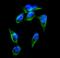 Beta-adrenergic receptor kinase 2 antibody, PB9682, Boster Biological Technology, Immunofluorescence image 