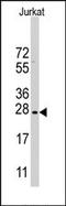 CLDN1 antibody, AP13330PU-N, Origene, Western Blot image 
