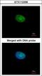 Recombining binding protein suppressor of hairless antibody, GTX112358, GeneTex, Immunofluorescence image 
