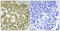 Apelin Receptor antibody, A05042, Boster Biological Technology, Immunohistochemistry frozen image 
