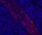 Lysosomal Associated Membrane Protein Family Member 5 antibody, 50-9778-80, Invitrogen Antibodies, Immunofluorescence image 