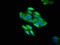 Transcription Factor Dp Family Member 3 antibody, orb400660, Biorbyt, Immunofluorescence image 