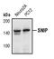 SRC kinase signaling inhibitor 1 antibody, PA5-17309, Invitrogen Antibodies, Western Blot image 