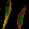E3 ubiquitin-protein ligase TRIM36 antibody, HPA061321, Atlas Antibodies, Immunofluorescence image 