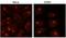 Trans-Golgi Network Protein 2 antibody, NB300-575, Novus Biologicals, Immunofluorescence image 