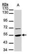 Eukaryotic Translation Elongation Factor 1 Alpha 1 antibody, PA5-27660, Invitrogen Antibodies, Western Blot image 