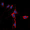 Potassium Voltage-Gated Channel Subfamily J Member 3 antibody, LS-C368386, Lifespan Biosciences, Immunofluorescence image 