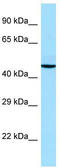 Adrenoceptor Alpha 2A antibody, TA342798, Origene, Western Blot image 