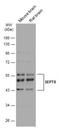 Hsp110 antibody, NBP2-15116, Novus Biologicals, Western Blot image 