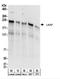 Meiosis Regulator And MRNA Stability Factor 1 antibody, NBP2-22257, Novus Biologicals, Western Blot image 