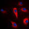 Phospholipase A2 Group IVA antibody, LS-C354050, Lifespan Biosciences, Immunofluorescence image 