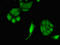 Eukaryotic translation initiation factor 2-alpha kinase 1 antibody, orb52523, Biorbyt, Immunofluorescence image 