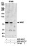 HMP antibody, A305-023A, Bethyl Labs, Immunoprecipitation image 