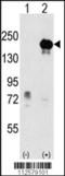 Euchromatic Histone Lysine Methyltransferase 1 antibody, TA302190, Origene, Western Blot image 