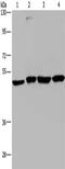 C-C chemokine receptor type 6 antibody, CSB-PA943255, Cusabio, Western Blot image 
