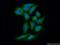 Serine Protease 22 antibody, 18002-1-AP, Proteintech Group, Immunofluorescence image 