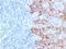 Keratin 77 antibody, M14209-1, Boster Biological Technology, Immunohistochemistry frozen image 