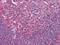 CD80 Molecule antibody, abx015727, Abbexa, Enzyme Linked Immunosorbent Assay image 