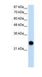 B36-VDAC antibody, NBP1-80065, Novus Biologicals, Western Blot image 