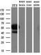 c-Myc antibody, GTX84066, GeneTex, Western Blot image 