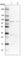 Aldehyde Dehydrogenase 18 Family Member A1 antibody, HPA008333, Atlas Antibodies, Western Blot image 