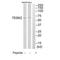 Testis Associated Actin Remodelling Kinase 2 antibody, TA312773, Origene, Western Blot image 