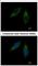 Cytochrome P450 Family 2 Subfamily C Member 8 antibody, NBP2-16078, Novus Biologicals, Immunofluorescence image 