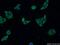 40S ribosomal protein SA antibody, 14533-1-AP, Proteintech Group, Immunofluorescence image 
