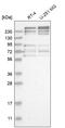 FRY Like Transcription Coactivator antibody, HPA031106, Atlas Antibodies, Western Blot image 
