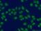 C-Terminal Binding Protein 1 antibody, 10972-1-AP, Proteintech Group, Immunofluorescence image 
