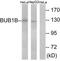 Mitotic checkpoint serine/threonine-protein kinase BUB1 beta antibody, TA313186, Origene, Western Blot image 