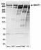 Microtubule-actin cross-linking factor 1 antibody, NBP2-36528, Novus Biologicals, Western Blot image 