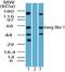 VANGL Planar Cell Polarity Protein 1 antibody, TA336978, Origene, Western Blot image 