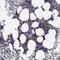 Refilin B antibody, NBP2-62633, Novus Biologicals, Immunohistochemistry paraffin image 