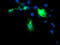DIX Domain Containing 1 antibody, LS-C174428, Lifespan Biosciences, Immunofluorescence image 