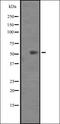 Keratin 82 antibody, orb335367, Biorbyt, Western Blot image 