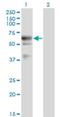 EDL antibody, H00009388-M02, Novus Biologicals, Western Blot image 