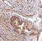 Protein IMPACT antibody, NBP1-86221, Novus Biologicals, Immunohistochemistry paraffin image 