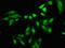 Neuronal PAS Domain Protein 2 antibody, LS-C670804, Lifespan Biosciences, Immunofluorescence image 