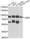 Midline 2 antibody, MBS9128054, MyBioSource, Western Blot image 