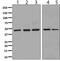 E3 ubiquitin-protein ligase RNF128 antibody, ab137088, Abcam, Western Blot image 